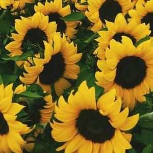 Meet your Posher, Xochitl